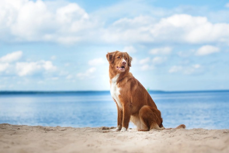 Beach Vacations With My Dog