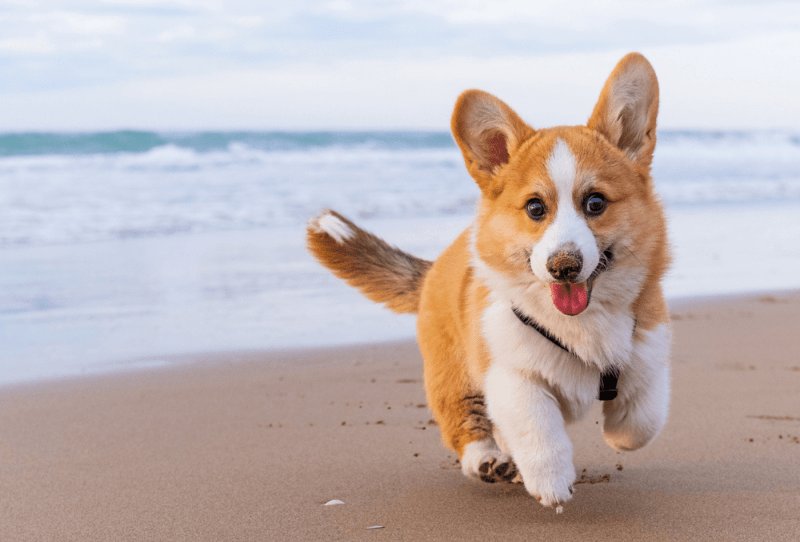 Best Dog Friendly Beaches Devon