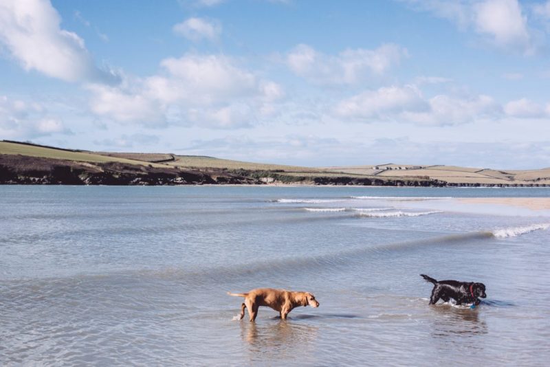 Best Dog Friendly Beaches In Us