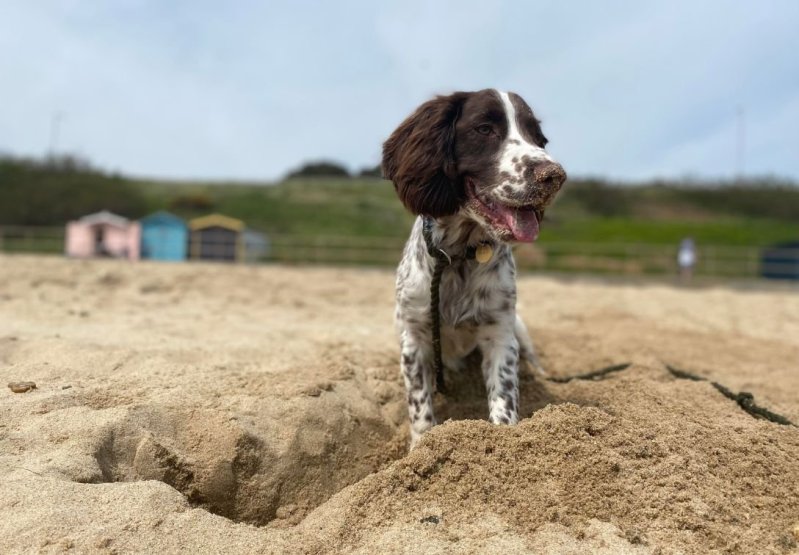 Best Dog Friendly Beaches Kent