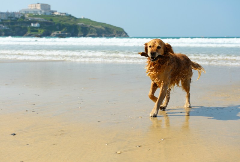 Best Dog Friendly Beaches Uk