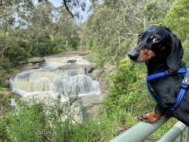 Best Dog Friendly Day Trips Melbourne