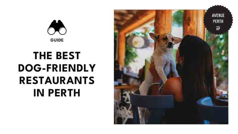 Best Dog Friendly Eateries Near Me