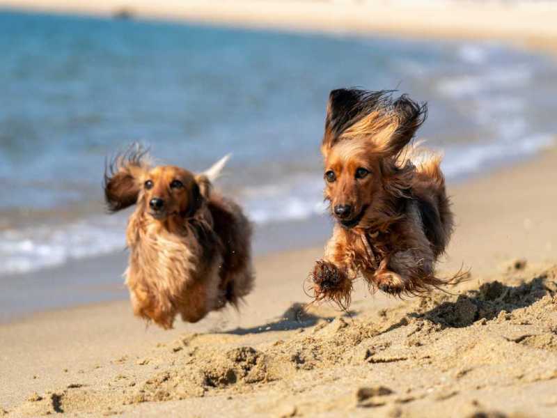 Best Dog Friendly Florida Beaches