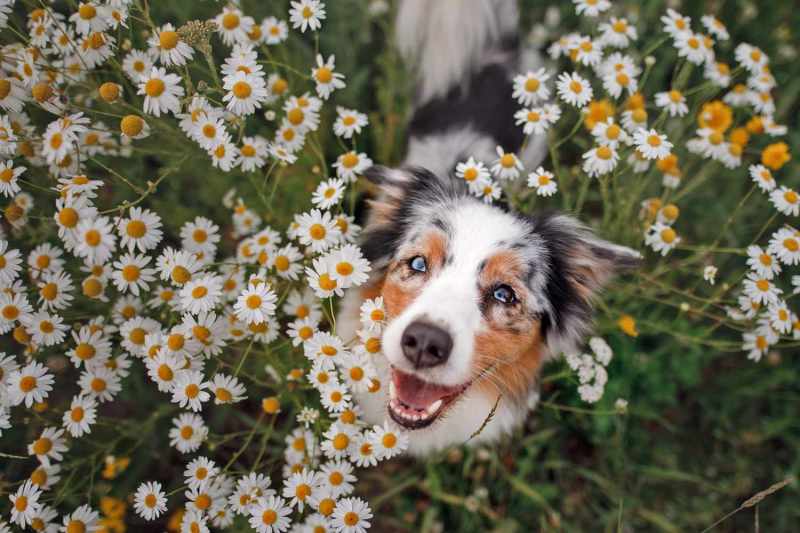 Best Dog Friendly Flowers