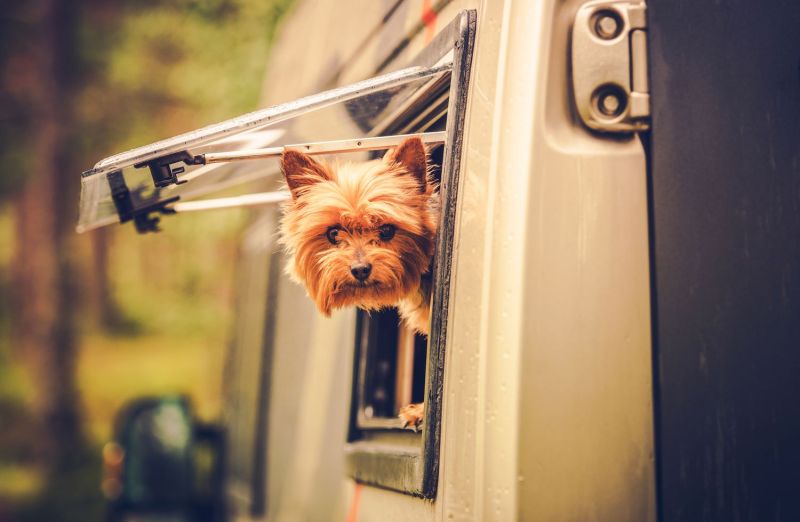 Best Dog Friendly Getaways