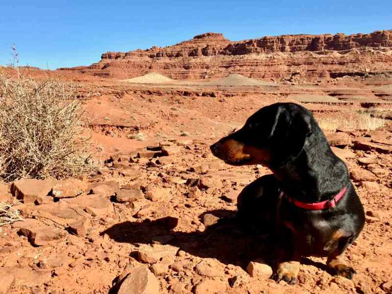 Best Dog Friendly Hikes Utah