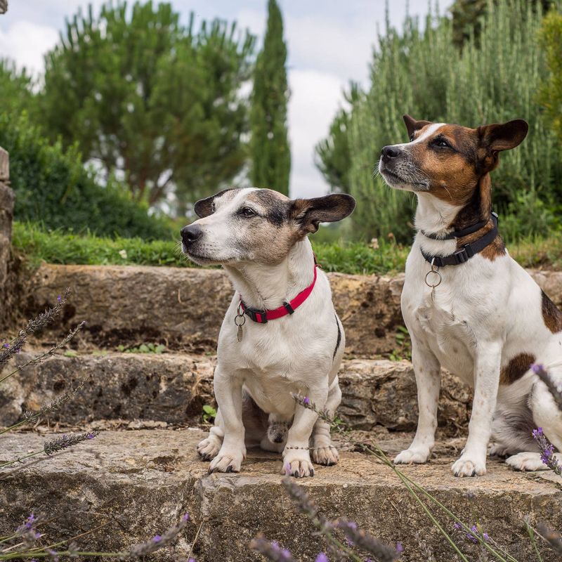 Best Dog Friendly Holidays In Scotland