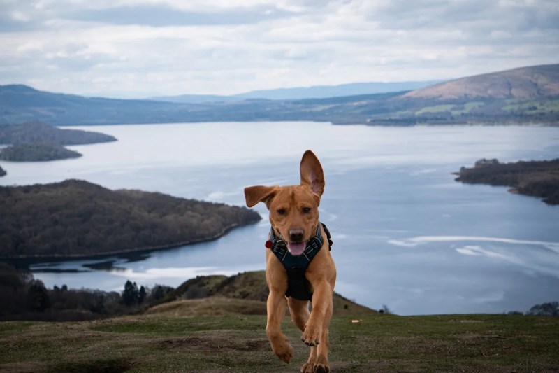 Best Dog-friendly Holidays Scotland