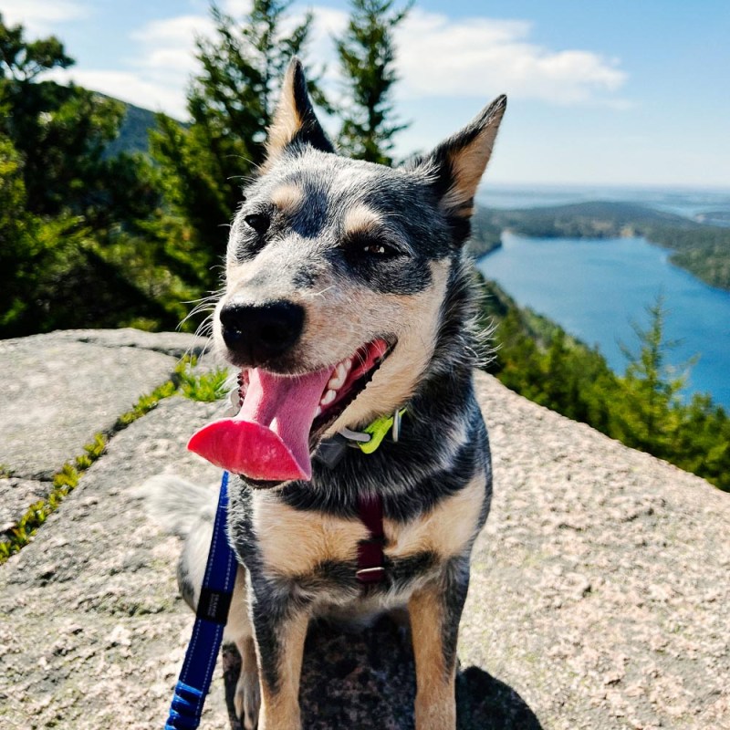 Best Dog Friendly Lodging Maine