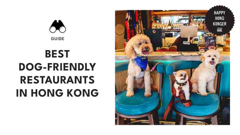 Best Dog Friendly Lunch Near Me