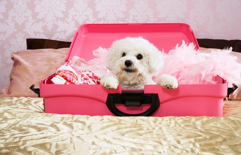 Best Dog Friendly Luxury Hotels Uk