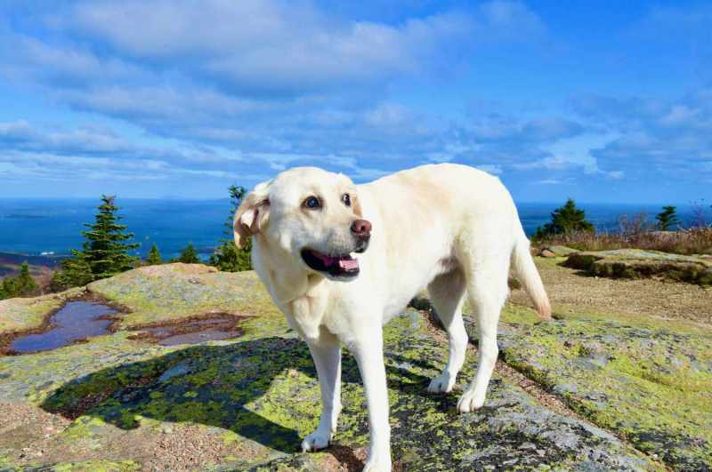 Best Dog Friendly National Parks