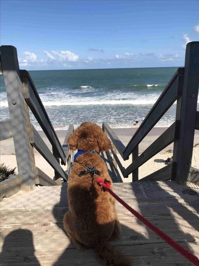 Best Dog Friendly Resorts In Florida