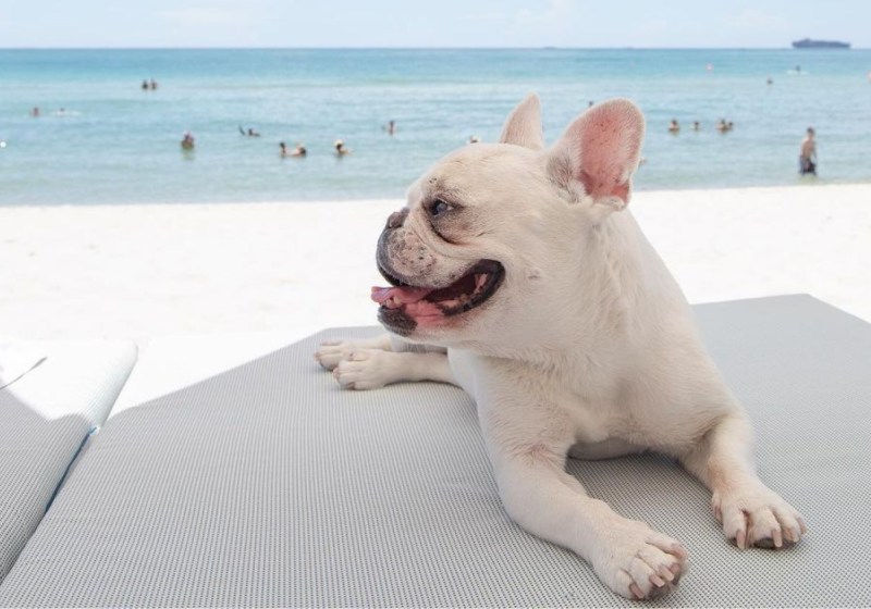 Best Dog Friendly Resorts In Texas