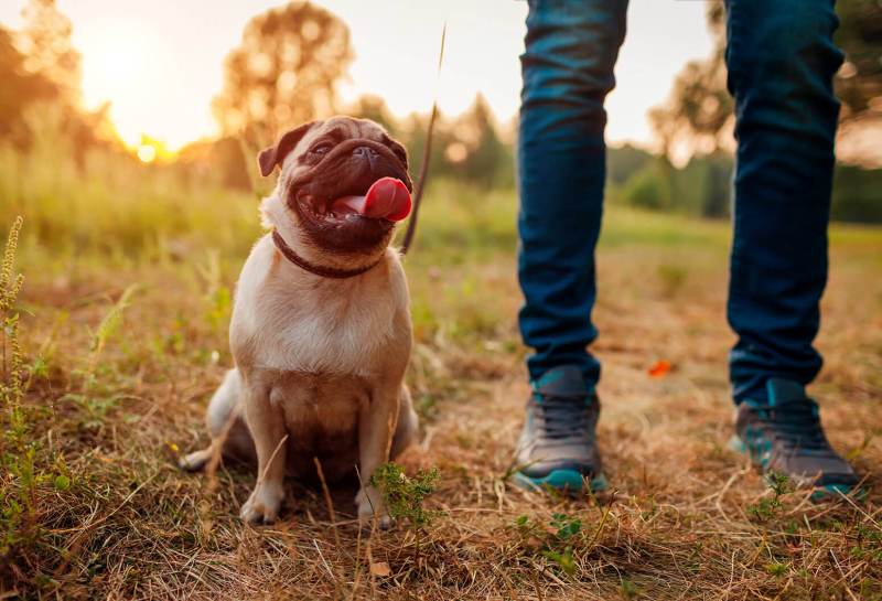 Best Dog Friendly Resorts Northeast