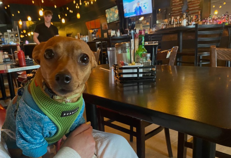 Best Dog Friendly Restaurants Houston