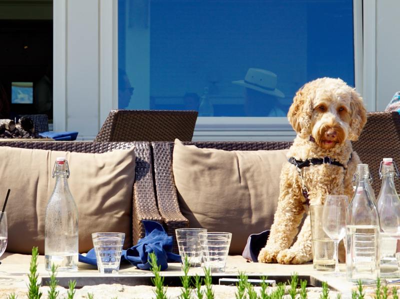 Best Dog Friendly Restaurants Oakland