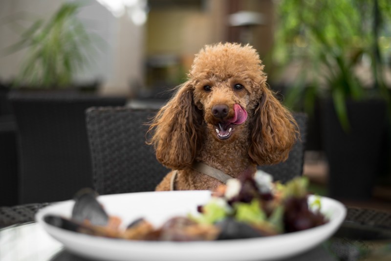 Best Dog Friendly Restaurants Orlando