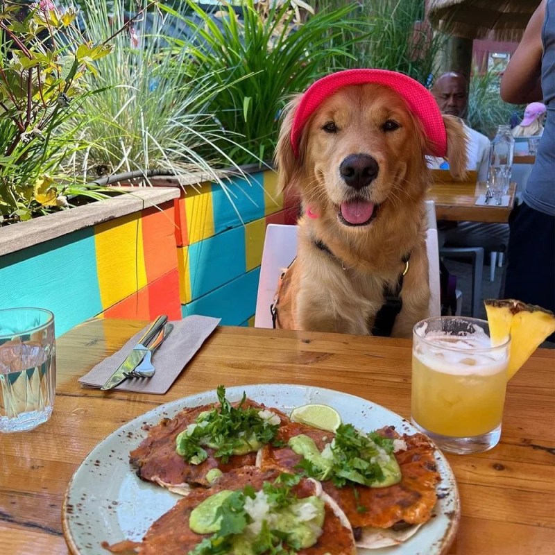 Best Dog Friendly Restaurants Vancouver