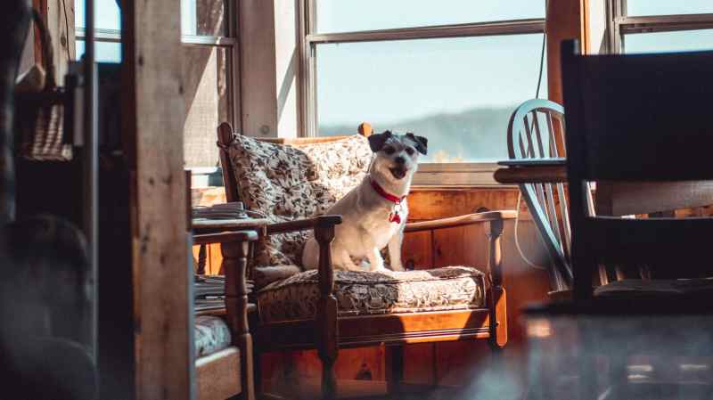 Best Dog Friendly Vacation Rental