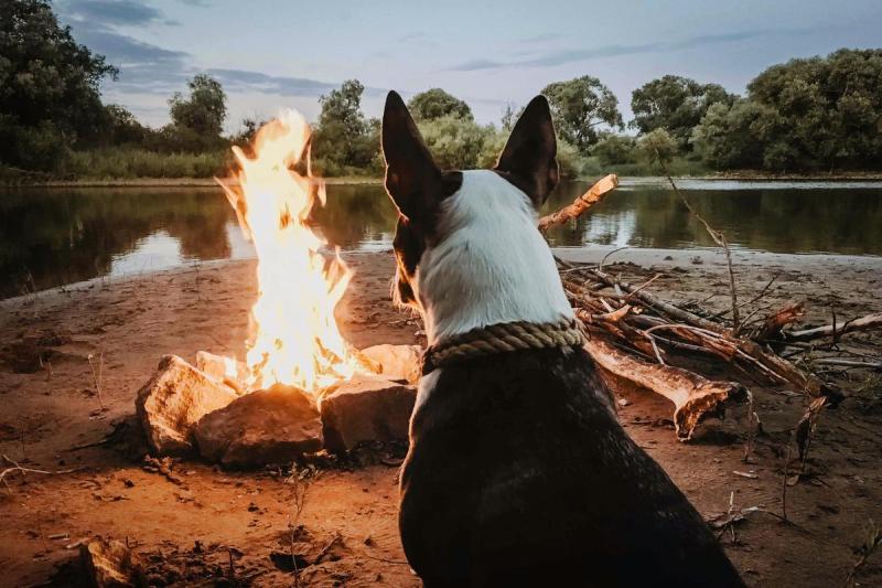 Best Dog Friendly Vacations In The South