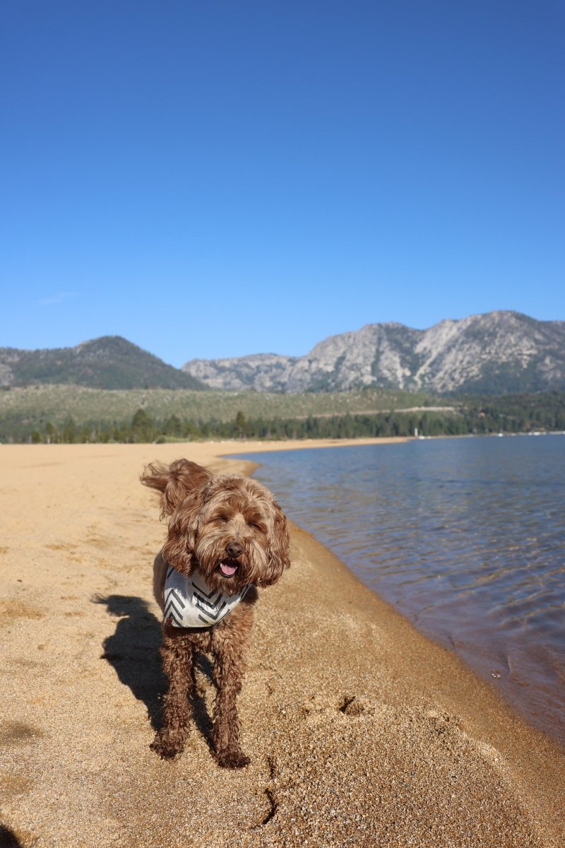 Best Dog Friendly Vacations West Coast