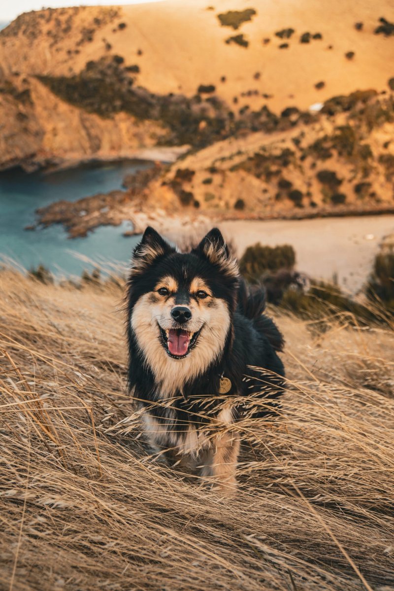 Best Dog Friendly Vacations