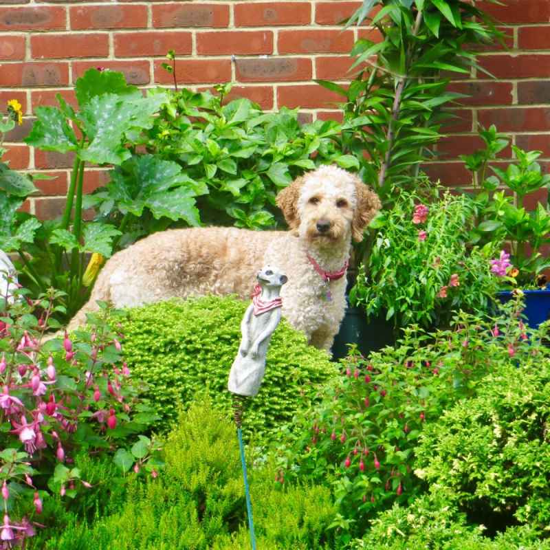 Best Dog Friendly Weed Killer Uk