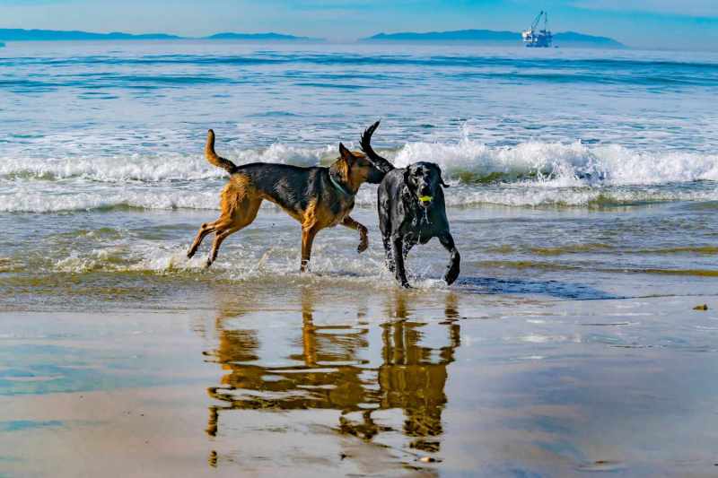 Best Dog Vacations Near Me