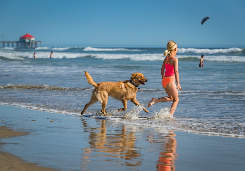 Dog Friendly Beach Vacations Near Me