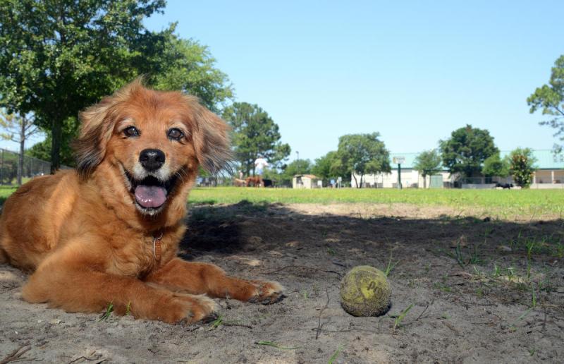 Dog Friendly Beaches On Florida Gulf Coast