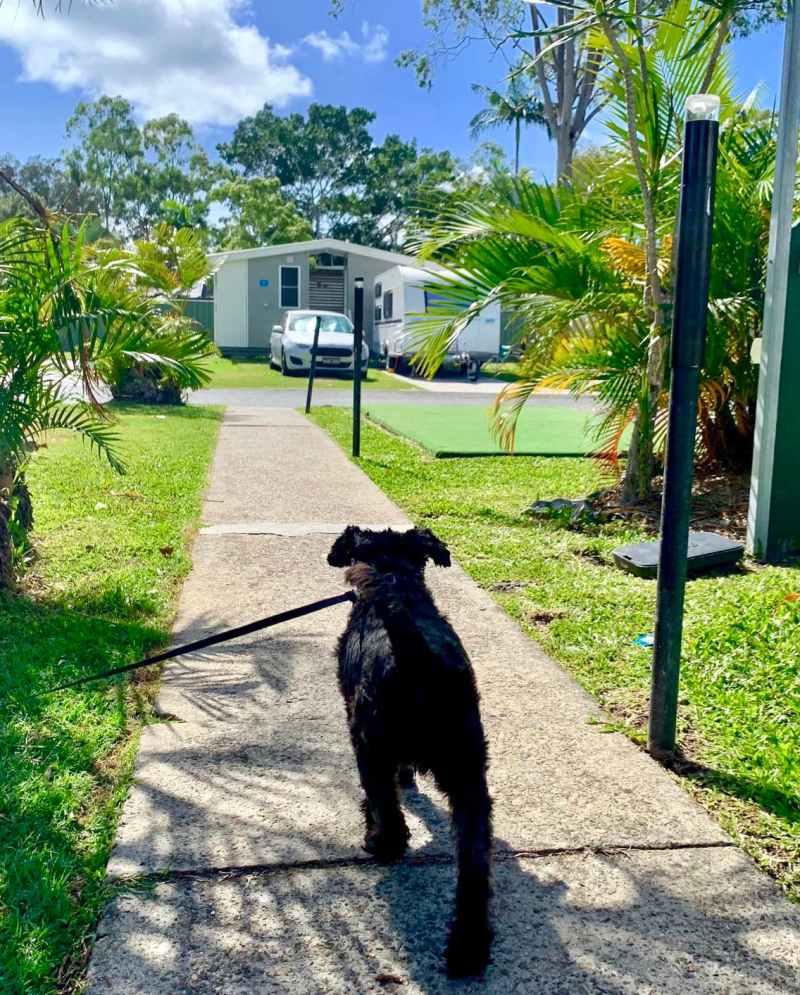 Dog Friendly Cabin Qld