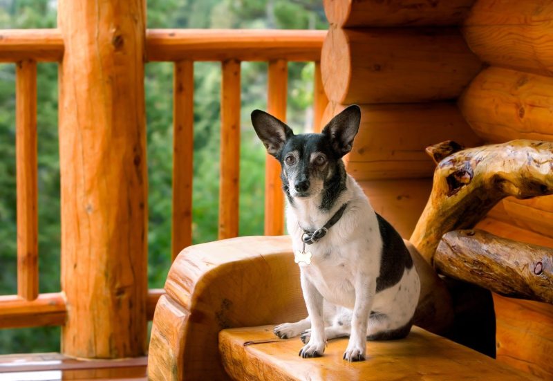 Dog Friendly Cabin Rentals Near Me