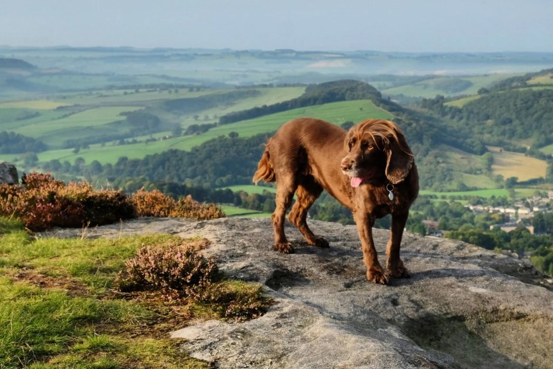 Dog Friendly Family Holidays Uk