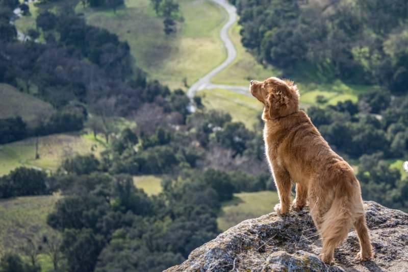 Dog Friendly Holidays By The Sea