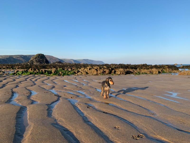 Dog Friendly Holidays Cornwall Near Beach