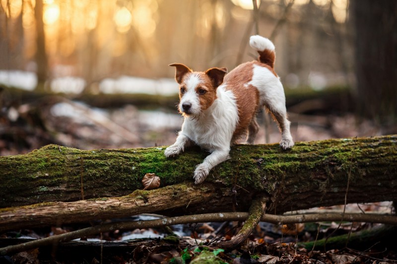 Dog Friendly Holidays Lyme Regis