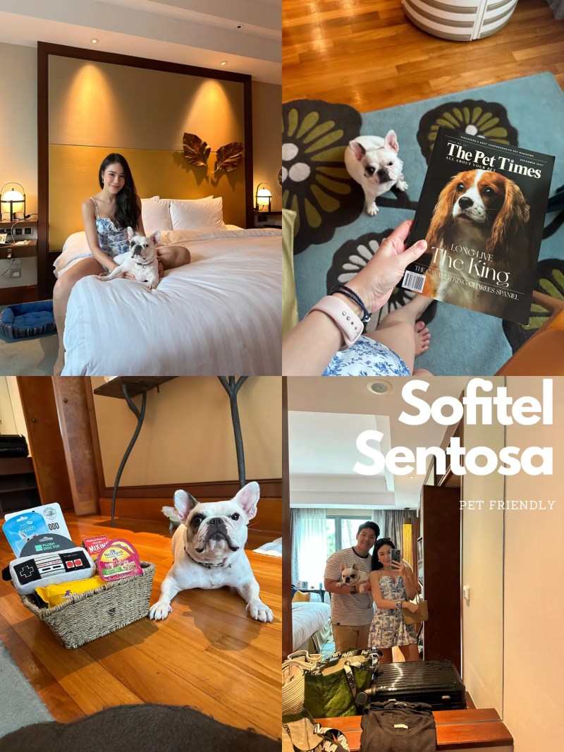 Dog Friendly Hotel Near Me