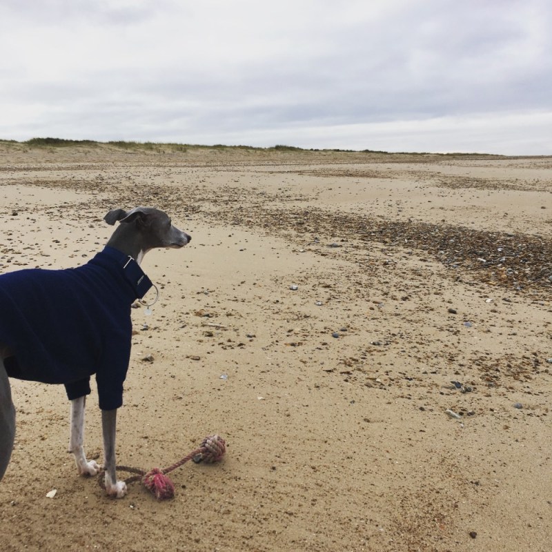 Dog Friendly Hotels Coastal Uk