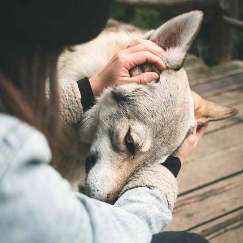 Dog Friendly Motel Gold Coast