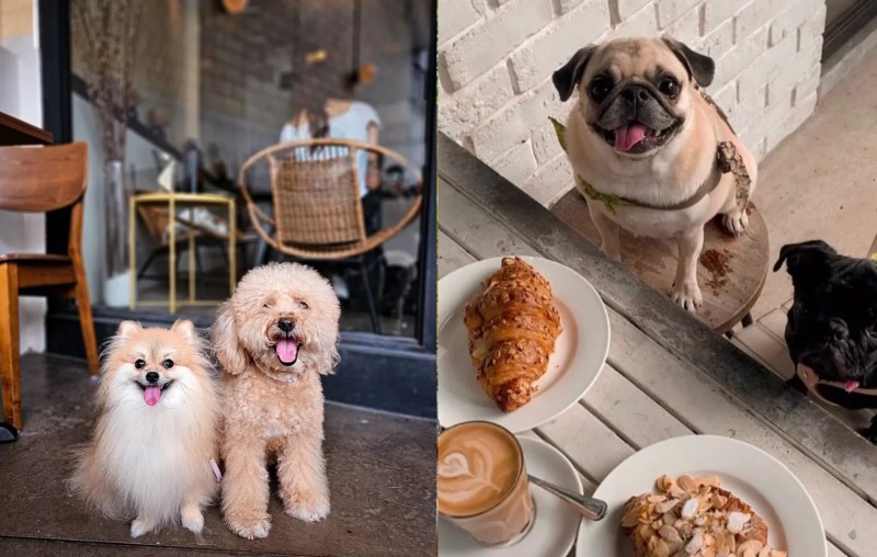 Dog Friendly Places To Eat Near Me