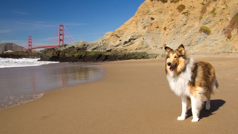 Dog Friendly Places To Visit On The East Coast