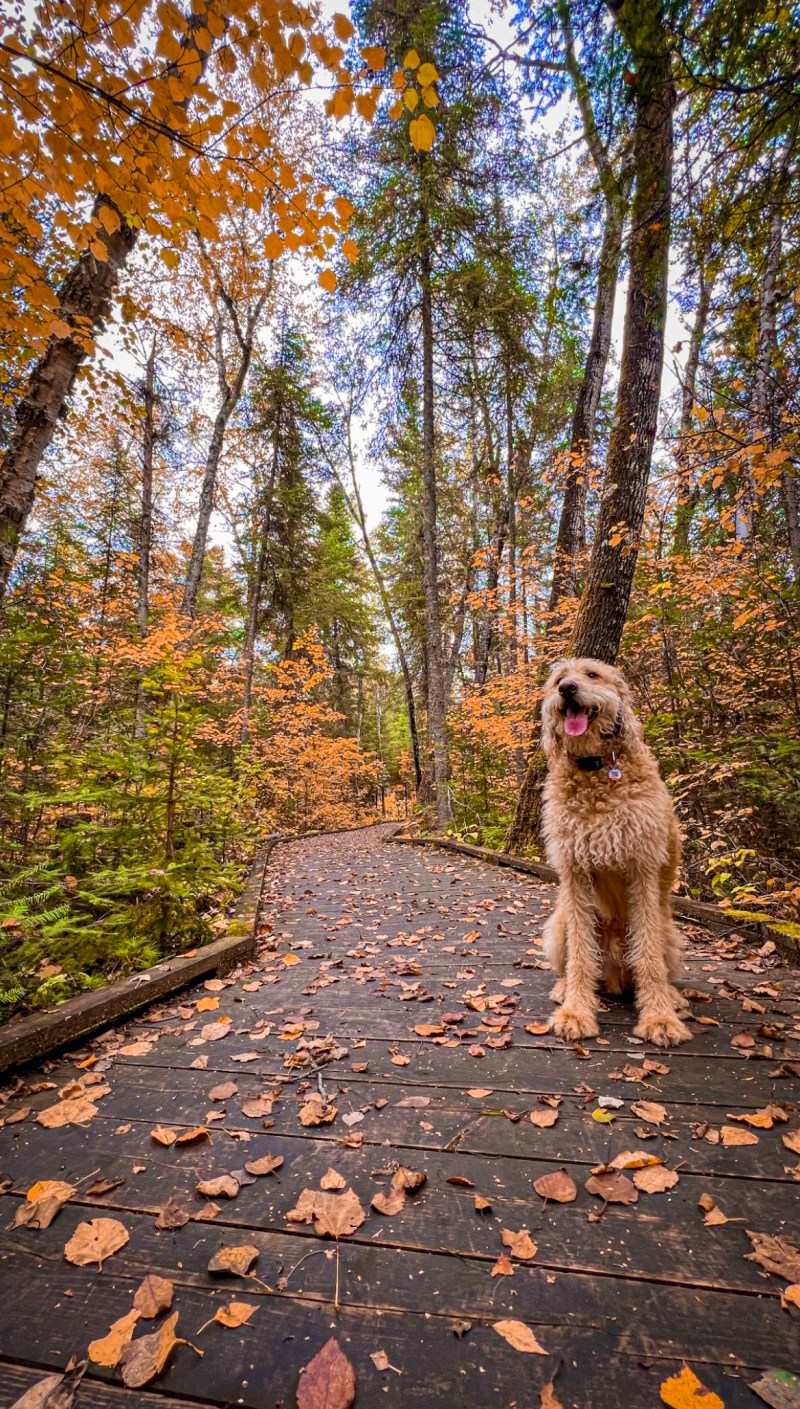 Dog Friendly Places To Walk Near Me