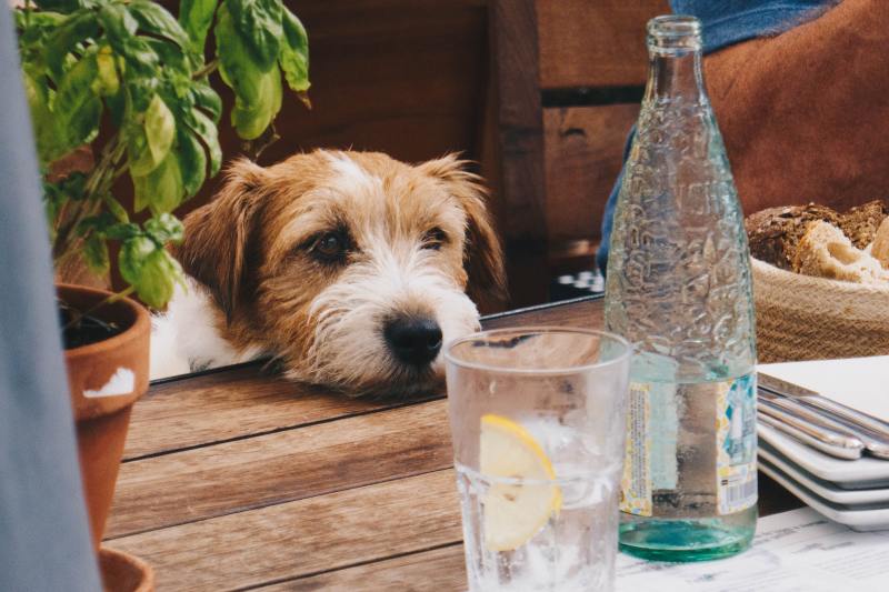 Dog Friendly Pubs With Outdoor Seating Near Me