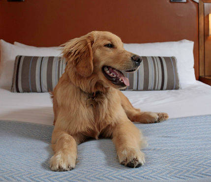 Dog-friendly Vacation Resorts