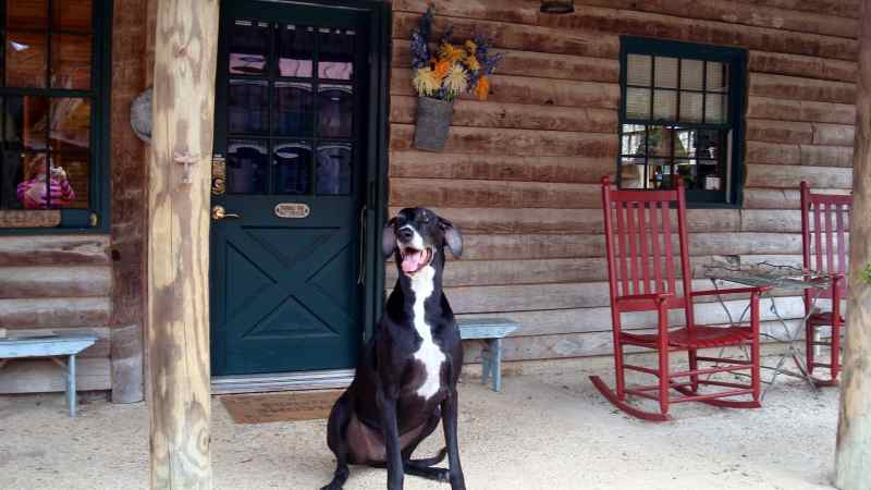 Dog Friendly Vacation Spots East Coast