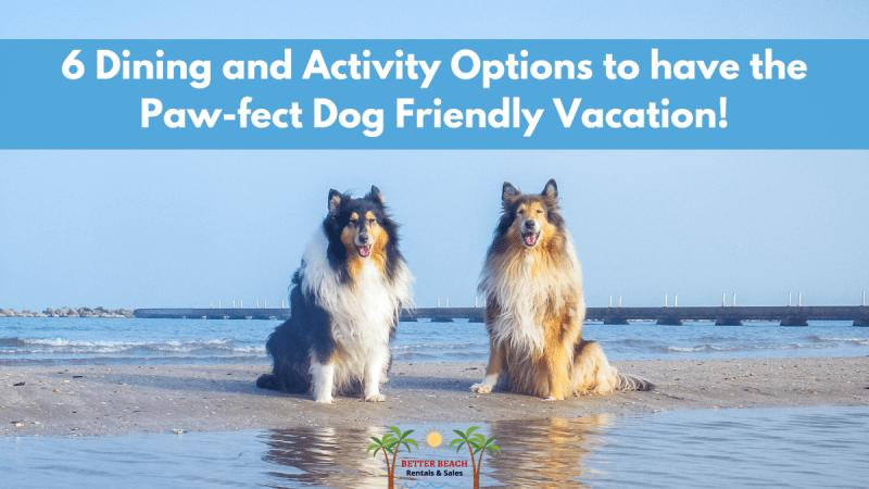 Dog Friendly Vacations East Coast