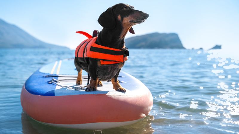 Dog Friendly Vacations In Pa