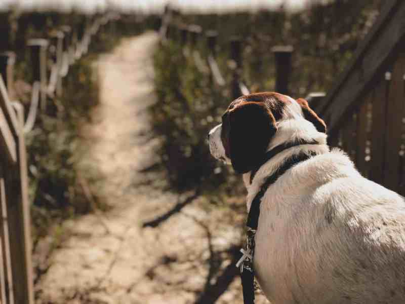 Dog Friendly Vacations South Carolina